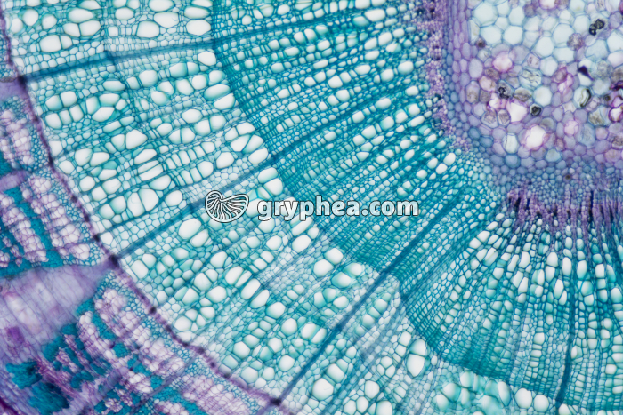 Tige de Tilleul de 3 ans CT x25 - gryphea.com